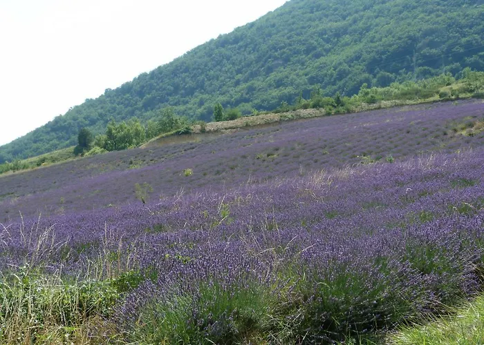 La Clairiere